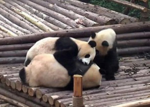 3只大熊猫打群架 为争美女也是拼了