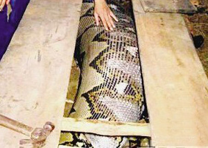 成精了！村民捕获120岁大蛇 长5米重100斤