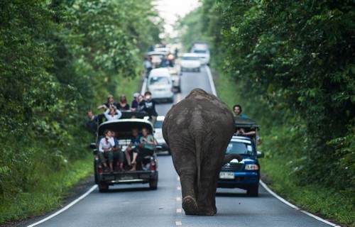 泰国大象公路散步