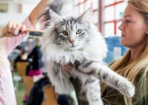 瑞士举行国际猫展 各路“喵星人”争相媲美