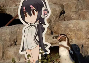 企鹅爱上动漫女孩 这是一只有故事的企鹅！